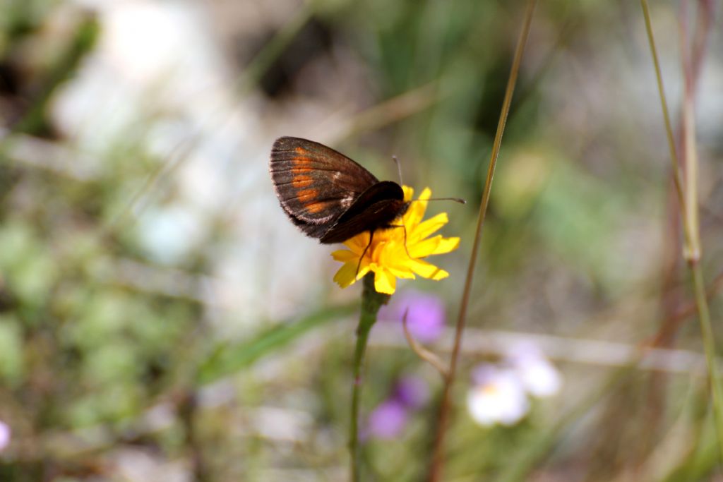 Erebia melampus o albergana? E. melampus